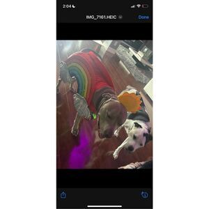 Doggie Rainbow costume with sequins amber sun hat